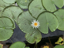 Load image into Gallery viewer, Waterlily with Pattern 17"x23"x.5"